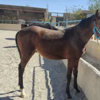 فروش کره نریان