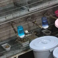 جوجه سهره تغداد|پرنده|میاندوآب, |دیوار