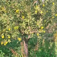 سیب درختی|گل و گیاه طبیعی|شیروان (خراسان), |دیوار