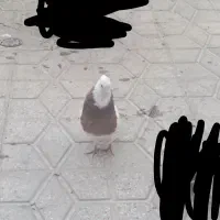 دوتا نر بدون ماده دارم