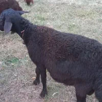 بره نر قره قزل افشار اصل برای نسل کشی|حیوانات مزرعه|زنجانرود, |دیوار