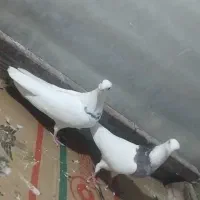 کبوتر طوقی