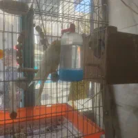 خریدار انواع پرنده و عروس هلندی