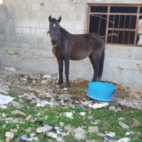 مادیون عشایری|اسب و تجهیزات اسبسواری|ایذه, |دیوار