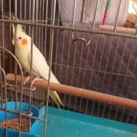 عروس هلندی ماده