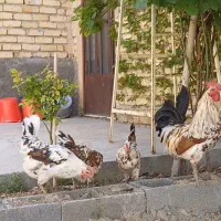 خروس/گلین/لری/فرزانه/اردبیل|حیوانات مزرعه|اصفهان, شهرستان|دیوار