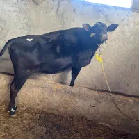 گاو ۸ماه شیری