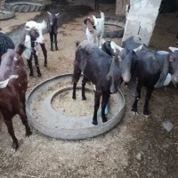 بز  بزرگ وکوچک