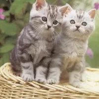 گربه اسکاتیش و بریتیش مجموعه کت سیتی