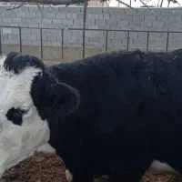 گاو سیمیتال سیاه|حیوانات مزرعه|نوشین شهر, |دیوار