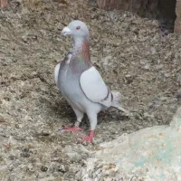 کبوتر
