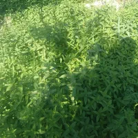 نعنا|خوردنی و آشامیدنی|مشهد, دوست آباد|دیوار