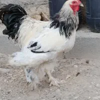 برهما
