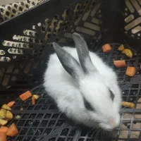 خرگوش بازی گوش|موش و خرگوش|قم, سید معصوم|دیوار