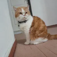 گربه