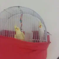 دو عدد عروس نیمه اهلی فقط بگو بگو میگن