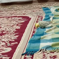 عروس حلنی نر|پرنده|میان جلگه, |دیوار