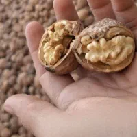 گردو تازه امسالی