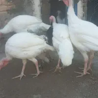 بوقلمون سفید بیوتی ۶