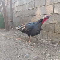 بوقلمون نر صددرصد طبیعی|حیوانات مزرعه|پارس‌آباد, |دیوار