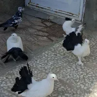 چتری  سینه دمسیاه|پرنده|ساوه, |دیوار