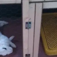 خرگوش|موش و خرگوش|آبادان, |دیوار