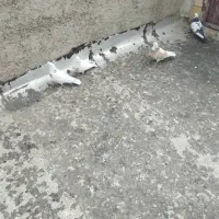 سلام چهارتاکبوترخوب|پرنده|همدان, |دیوار