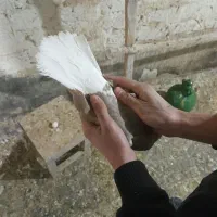 عروسگ|پرنده|قم, چهار مردان|دیوار