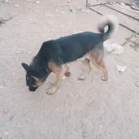 ژرمن نژاد باهوش