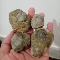 سنگ قیمتی وفسیل|کلکسیون و سرگرمی|کاشمر, |دیوار