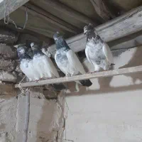 کله دم سبز پرشی