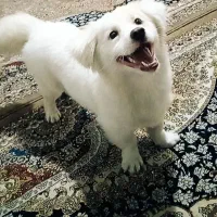 سگ پاکوتاه