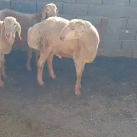 تعداد۳ عددبره نربفروش میرسد|حیوانات مزرعه|تربت جام, شهرک معلم|دیوار