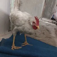 خروس
