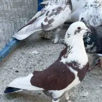 کبوتر دم سفید