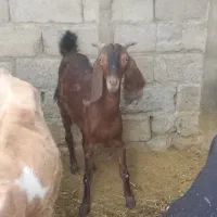 گوسفند