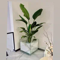 گلدان شیشه ای همراه با درختچه