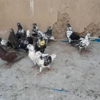 کبوتر هوایی