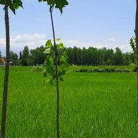 فروش زمین ۳۳۳متری در گیلان|فروش زمین و ملک کلنگی|آستانه اشرفیه, |دیوار