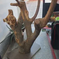 درختچه پرنده