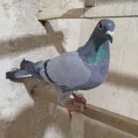 ماده پلاکی اصل