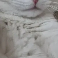 گربه نر یکساله جهت جفتگیری