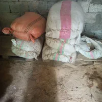 کپک برنج