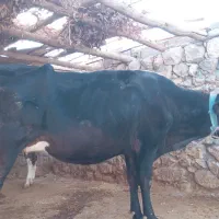 گاو بهمراه گوساله برای فروش|حیوانات مزرعه|ایذه, |دیوار