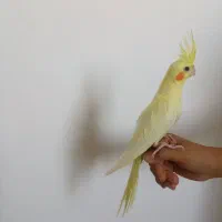 عروس هلندی لوتینو|پرنده|همدان, |دیوار