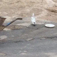 کفتر نر فقط اونی که میقورنه