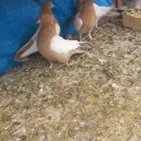 جوجه سینه ای|پرنده|لنجان, |دیوار