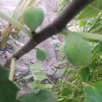 نهال درخت موز و انجیر ( گلابی)|گل و گیاه طبیعی|یزد, |دیوار