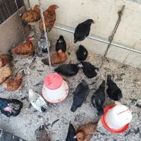 مرغ و خروس محلی