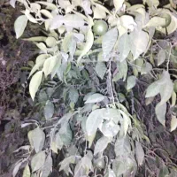 گیاهان عطاری و کوهی